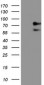 ALOX15 / 15-Lipoxygenase Antibody (clone 7H6)