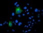 FOLH1 / PSMA Antibody (clone 3H5)