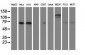 FOLH1 / PSMA Antibody (clone 3H5)