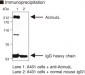 ACIN1 / Acinus Antibody (clone 3H8)