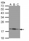 COMMD7 Antibody (Internal)