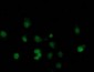 SAMHD1 Antibody (clone 2D7)