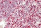 SAMHD1 Antibody (clone 2D7)