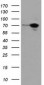 SAMHD1 Antibody (clone 2D7)