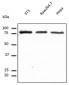 CANX / Calnexin Antibody (C-Terminus)