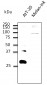 RAB27B Antibody (C-Terminus)