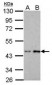 BRCC45 / BRE Antibody (Internal)