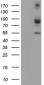 CAPN2 / Calpain 2 / M-Calpain Antibody (clone 1F4)