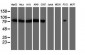 CAPN2 / Calpain 2 / M-Calpain Antibody (clone 1F4)