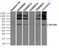 SLC7A8 / LAT2 Antibody (clone 4H10)
