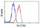 SLC7A8 / LAT2 Antibody (clone 4H10)