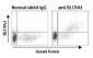 SLC9A1 / NHE1 Antibody