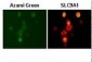 SLC9A1 / NHE1 Antibody