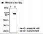 SLC9A1 / NHE1 Antibody