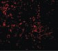 TLR9 Antibody (C-Terminus)