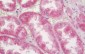 TLR9 Antibody (C-Terminus)