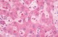 TLR9 Antibody (C-Terminus)