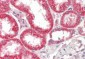 FGF19 Antibody (clone FG98-6)