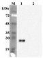 FGF19 Antibody (clone FG98-6)