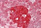 GRN / Granulin Antibody
