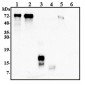 GRN / Granulin Antibody