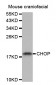 DDIT3 / CHOP Antibody