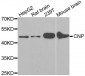 CNP / CNPase Antibody