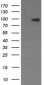 NCAM / CD56 Antibody (aa20-718, clone 1G4)