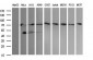 NCAM / CD56 Antibody (aa20-718, clone 1G4)