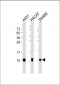 S100A2 Antibody