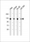 RNF20 Antibody