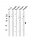 RAB18 Antibody