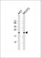 RRAS2 Antibody