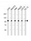 MCM3 Antibody