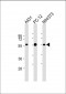 MITF Antibody