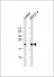 CD3Z Antibody (N-term)