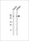 CD73 (NT5E) Antibody (C-term)