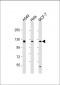 SIRT1 Antibody (C-term)