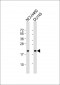 IDNK Antibody (N-Term)