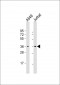 HMG20B Antibody (N-Term)