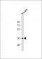 NMNAT1 Antibody (C-Term)
