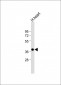 NMNAT1 Antibody (C-Term)