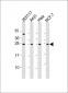 RPL14 Antibody (C-Term)