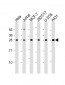 RPL14 Antibody (Center)