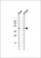 FBXO32 Antibody (N-Term)