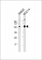 RUNX1 Antibody (S276)