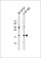 SNCA Antibody (C-term)