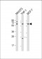 RELA Antibody (N-term)