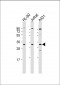 AP7563c-Caspase-3-CASP3-Antibody-Center