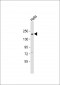 KIT Antibody (N-term D121)